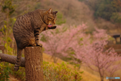 ねこ　その５３１
