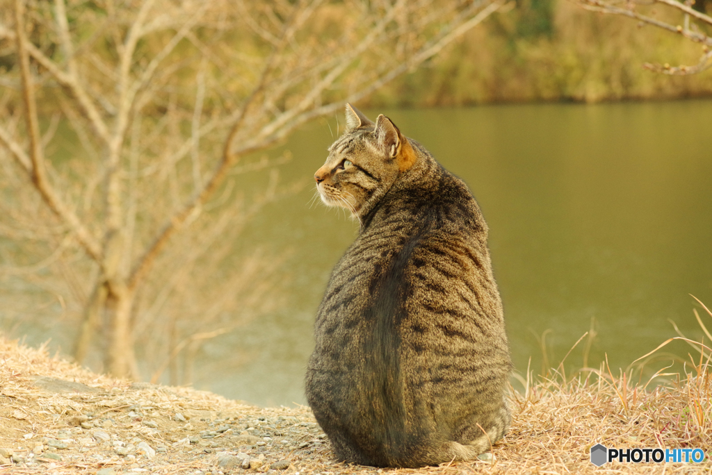 ねこ　その４５６