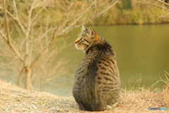 ねこ　その４５６