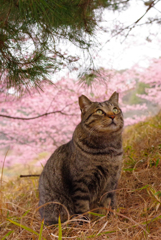 ねこ　その５１５