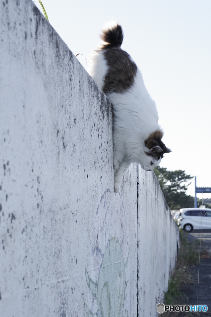 ねこ　その９５８