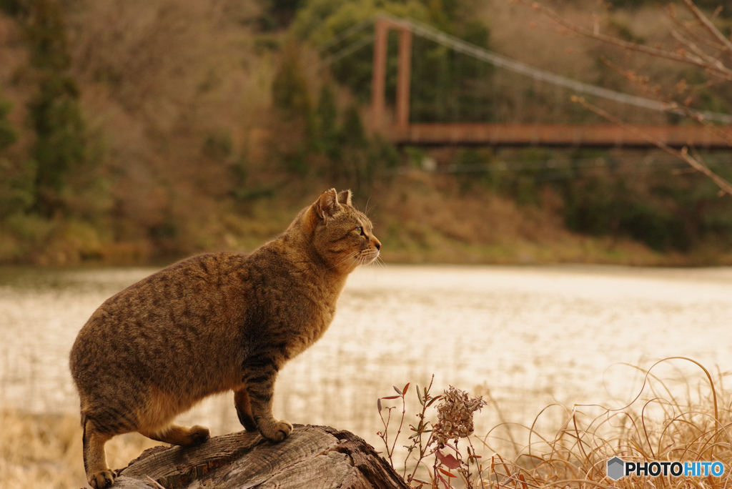 ねこ　その４７７