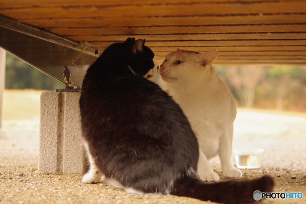 ねこ　その４８５