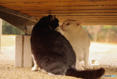 ねこ　その４８５