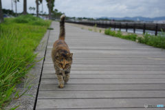 ねこ　その８１５