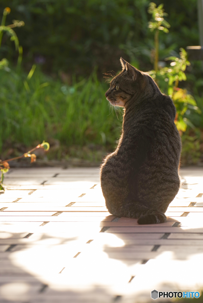 ねこ　その９９３