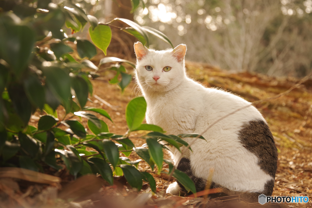 ねこ　その４７５