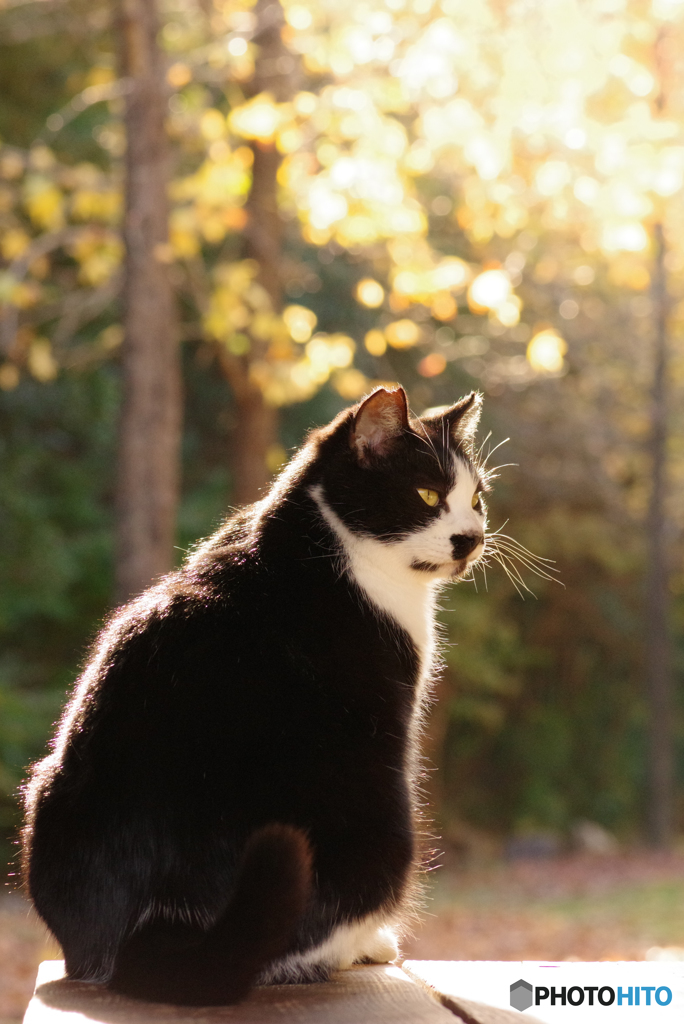 ねこ　その３７８