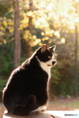 ねこ　その３７８