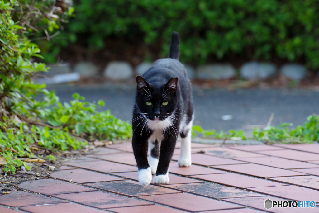 ねこ　その８３８