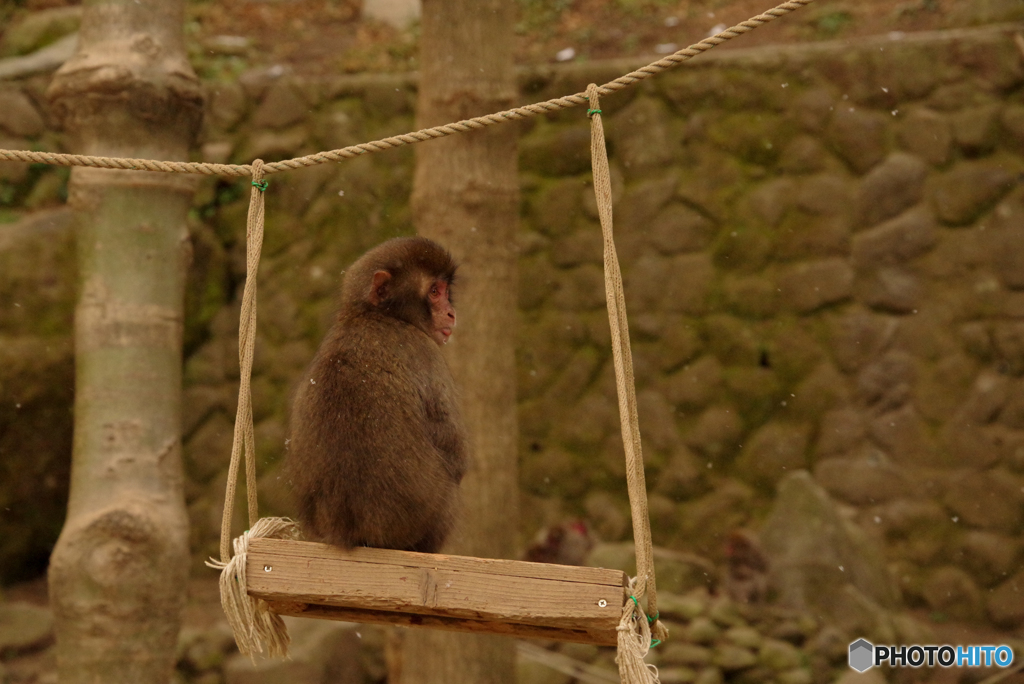 高崎山の座る子猿