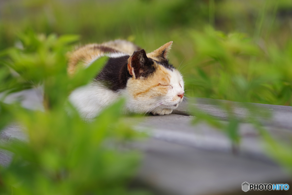 ねこ　その６７６