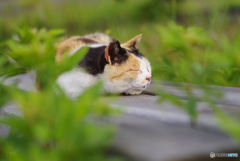 ねこ　その６７６