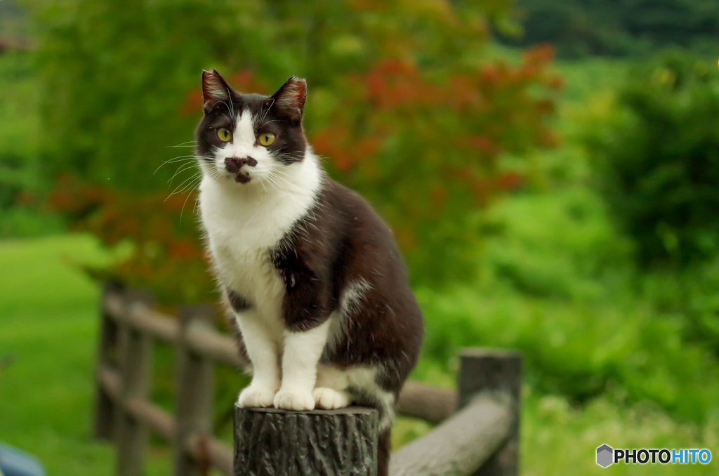 ねこ　その１５５