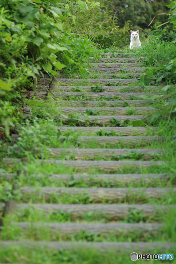 ねこ　その２１５