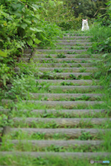 ねこ　その２１５