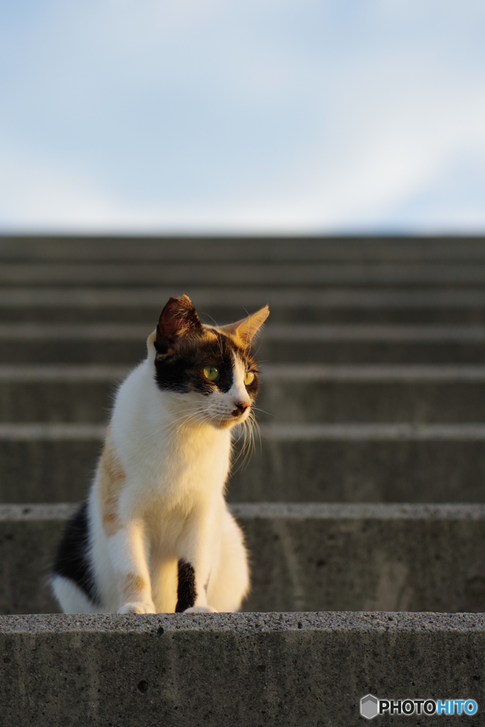 ねこ　その７７０