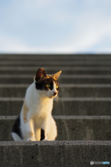 ねこ　その７７０