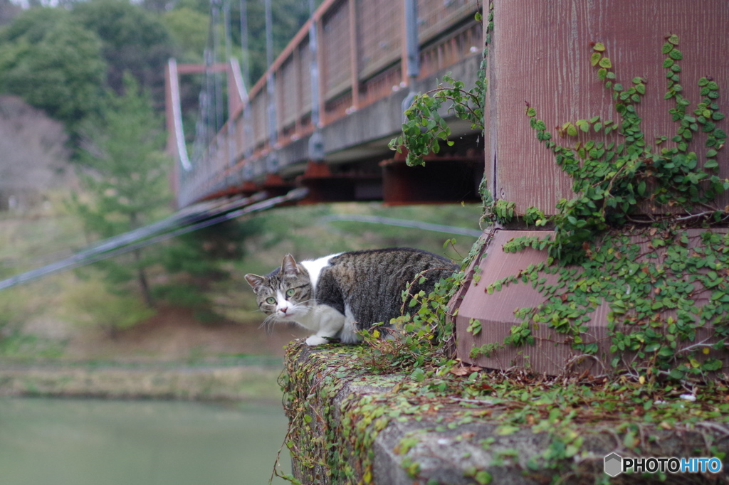 ねこ　その２７