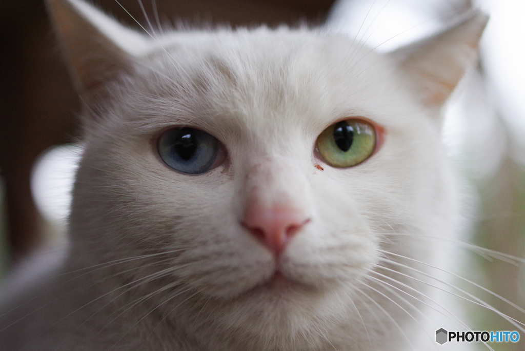 ねこ　その５０５