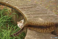 ねこ　その１８４