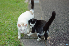 ねこ　その３００