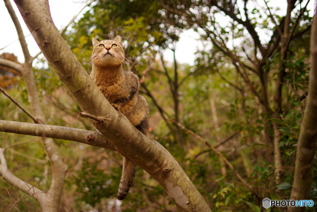 ねこ　その４６０