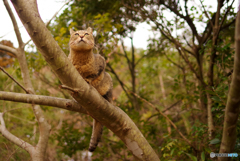 ねこ　その４６０