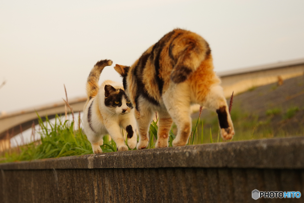 ねこ　その６２０