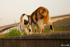 ねこ　その６２０