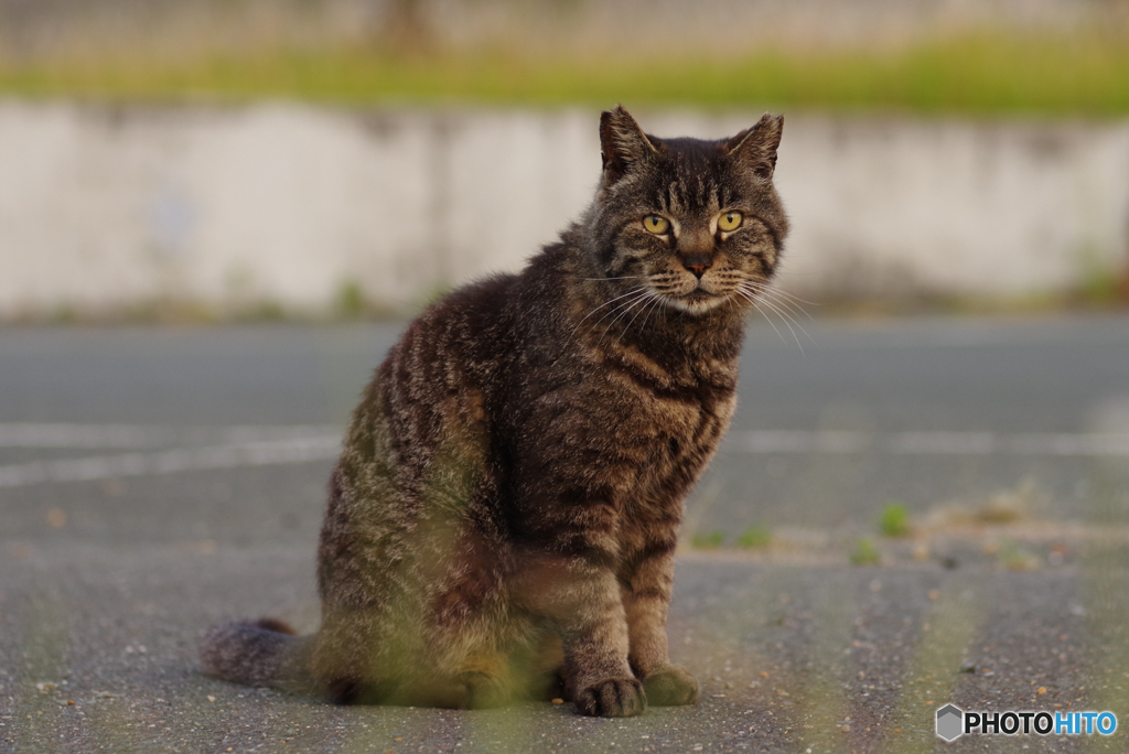ねこ　その６６６