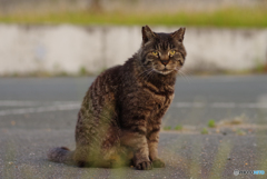 ねこ　その６６６