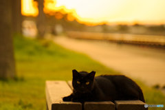 ねこ　その７７３