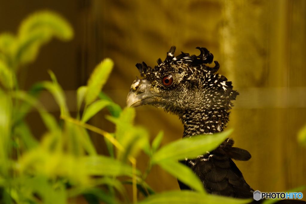 オオホウカンチョウ