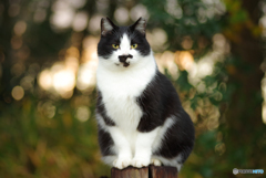 ねこ　その４２６