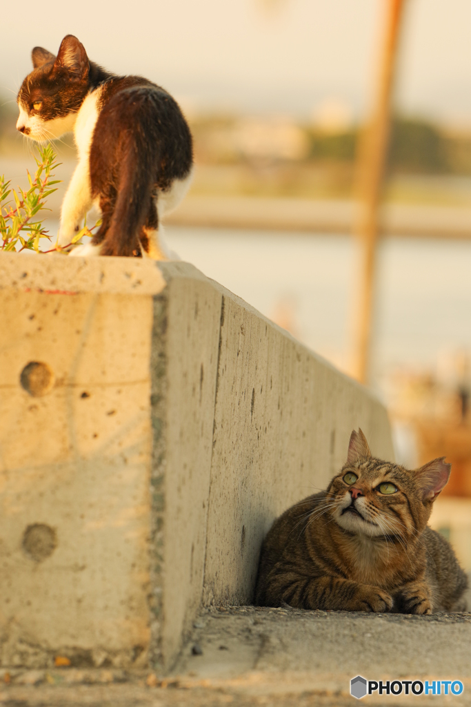 ねこ　その８０４