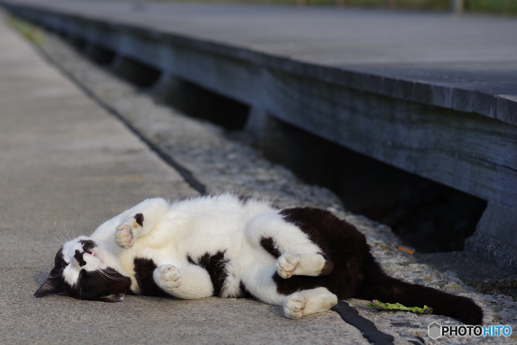 ねこ　その６６７