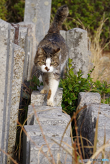 ねこ　その５５９