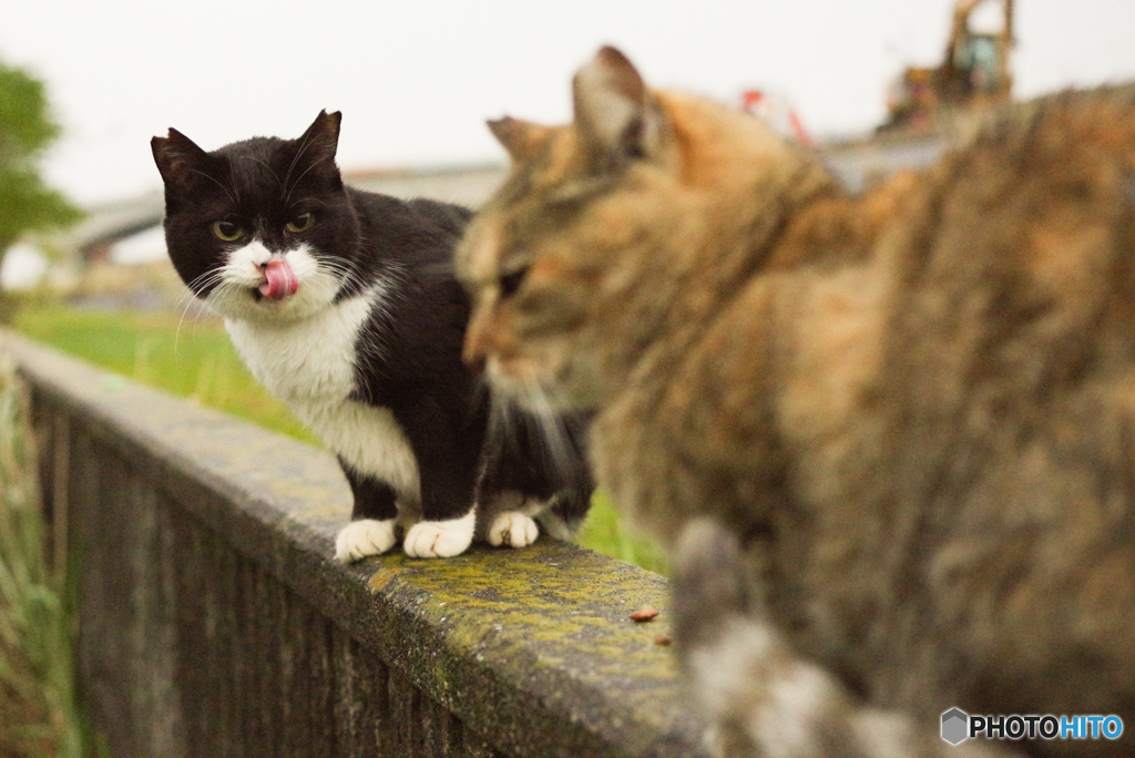 ねこ　その１０１９
