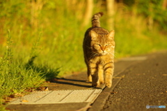 ねこ　その７６