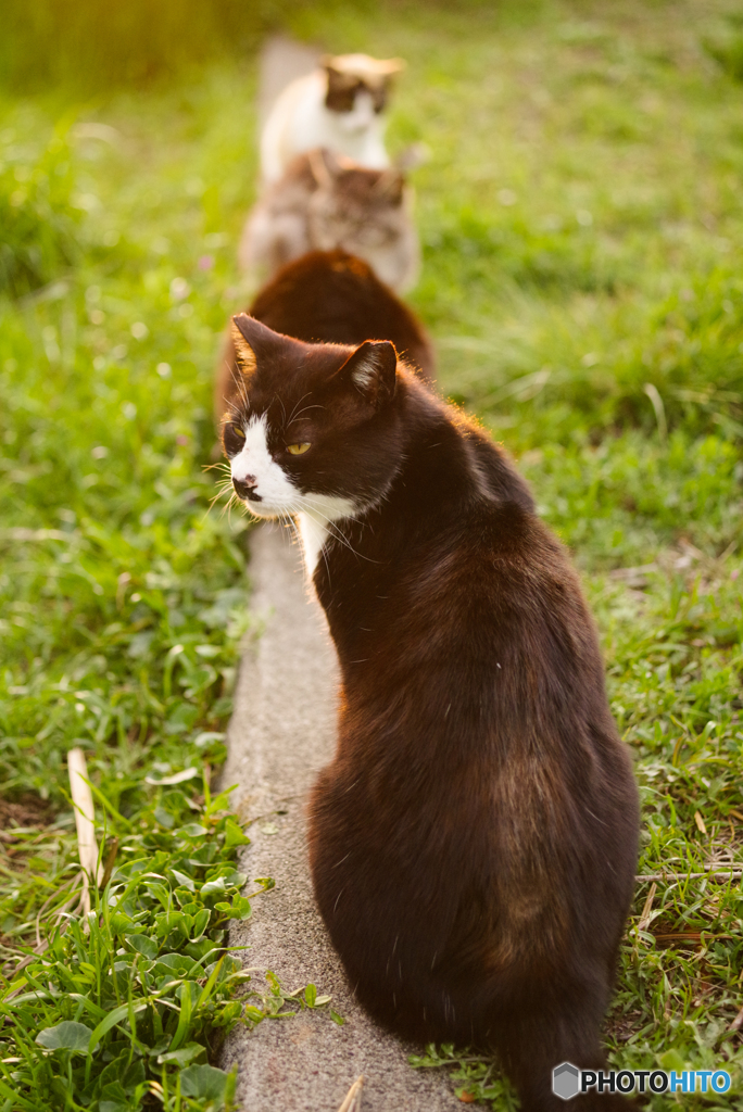 ねこ　その５８５