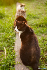 ねこ　その５８５