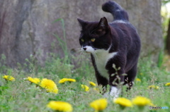 ねこ　その４１