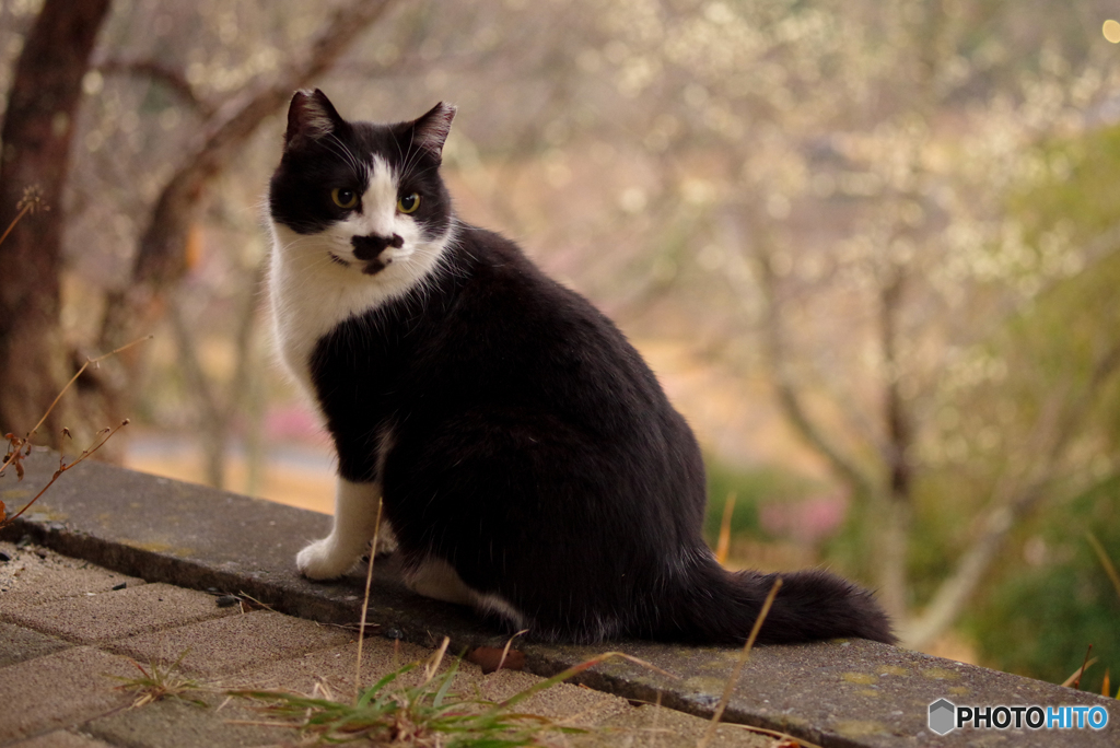 ねこ　その５０１