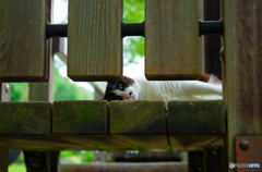 ねこ　その１２２