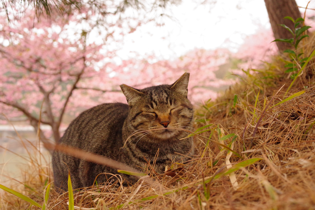 ねこ　その５１０