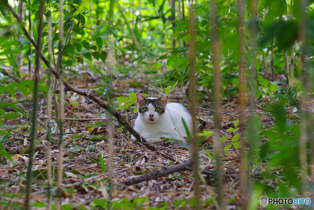 ねこ　その８２８