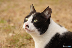 ねこ　その４５７