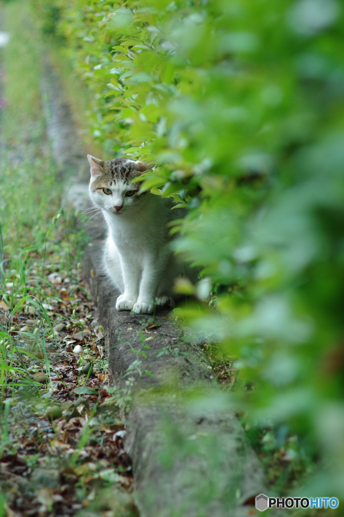 ねこ　その７１