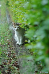ねこ　その７１